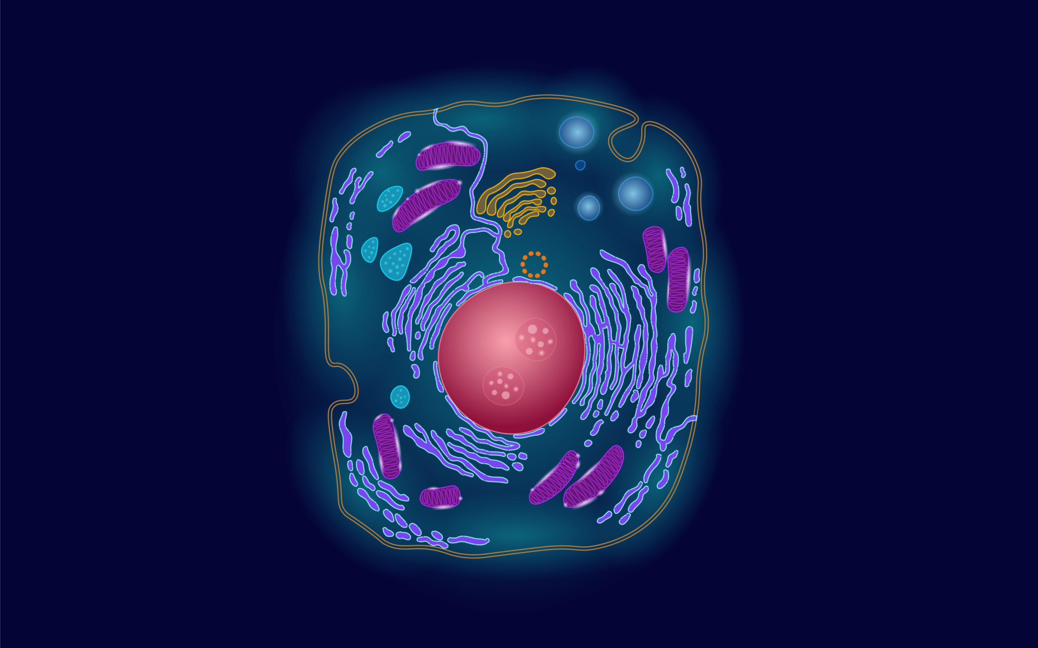 Клетка человека под микроскопом строение